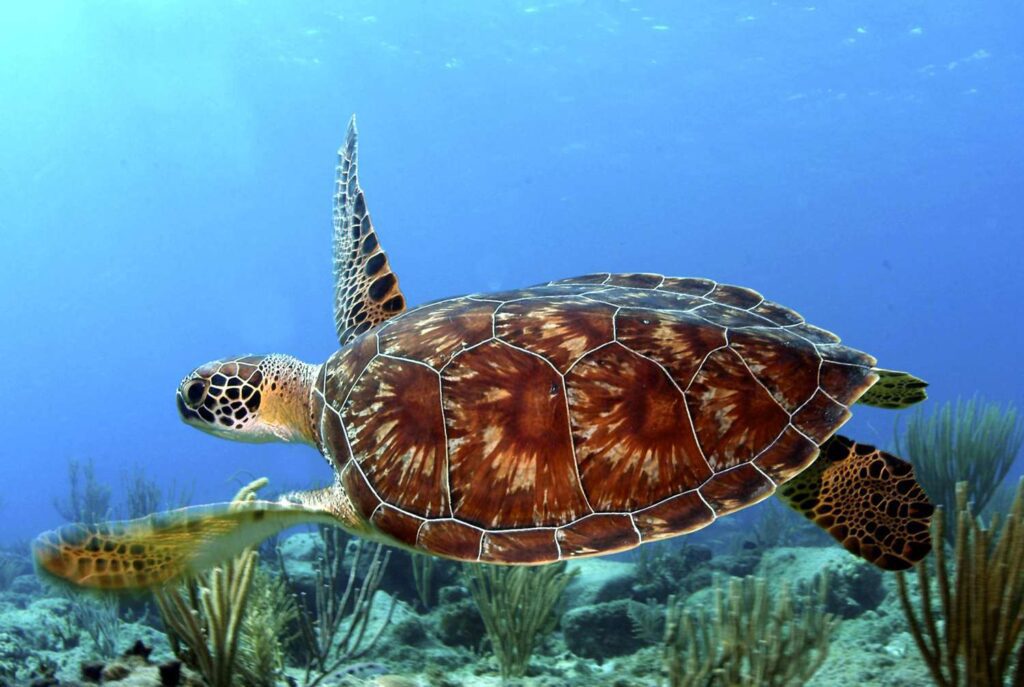 10 Days Zanzibar Beach & Safari Escape