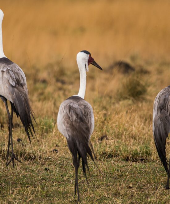 7 Days  Hiking +  Safari Mountain & Wildlife Adventure Safari