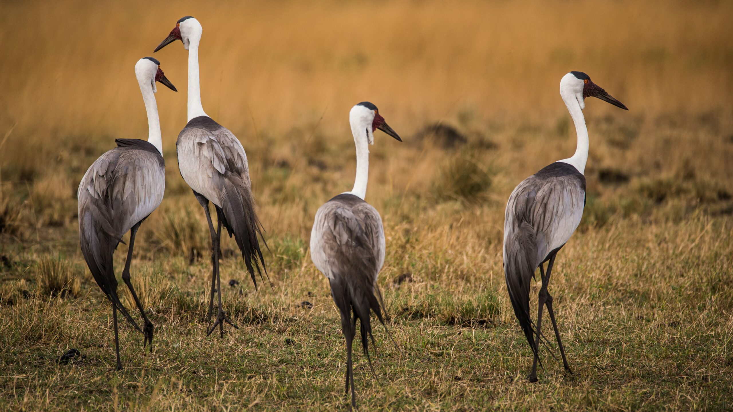 7 Days  Hiking +  Safari Mountain & Wildlife Adventure Safari