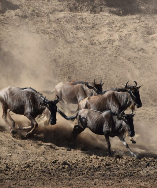 10-Day Great Migration Safari