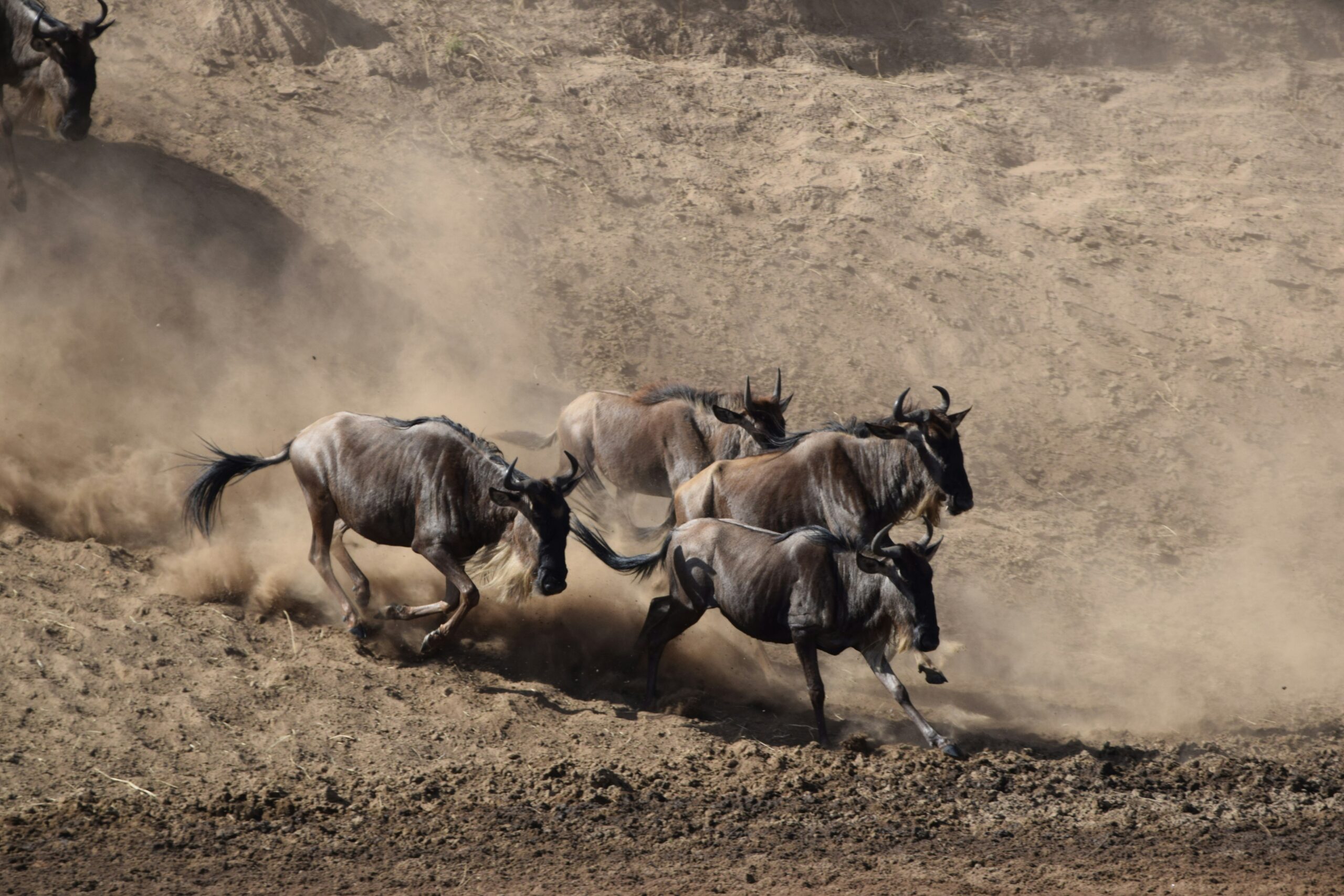 10-Day Great Migration Safari