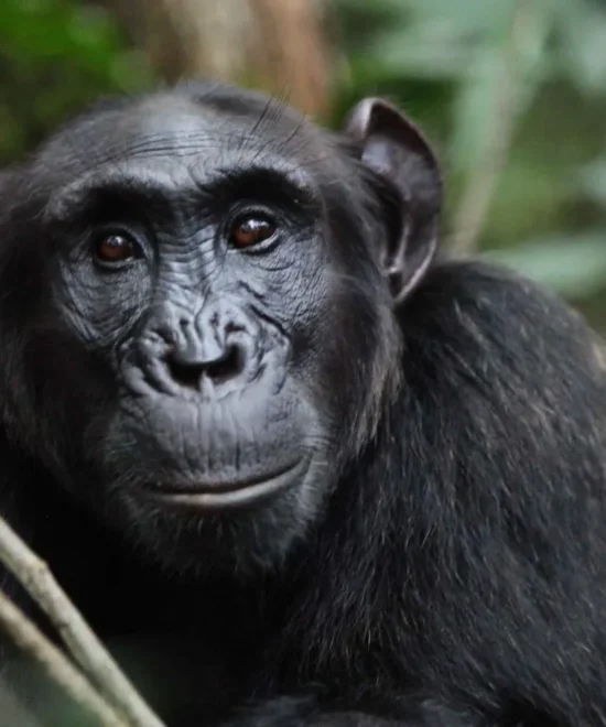 7-Day Chimpanzee Trek & Lake Tanganyika Experience