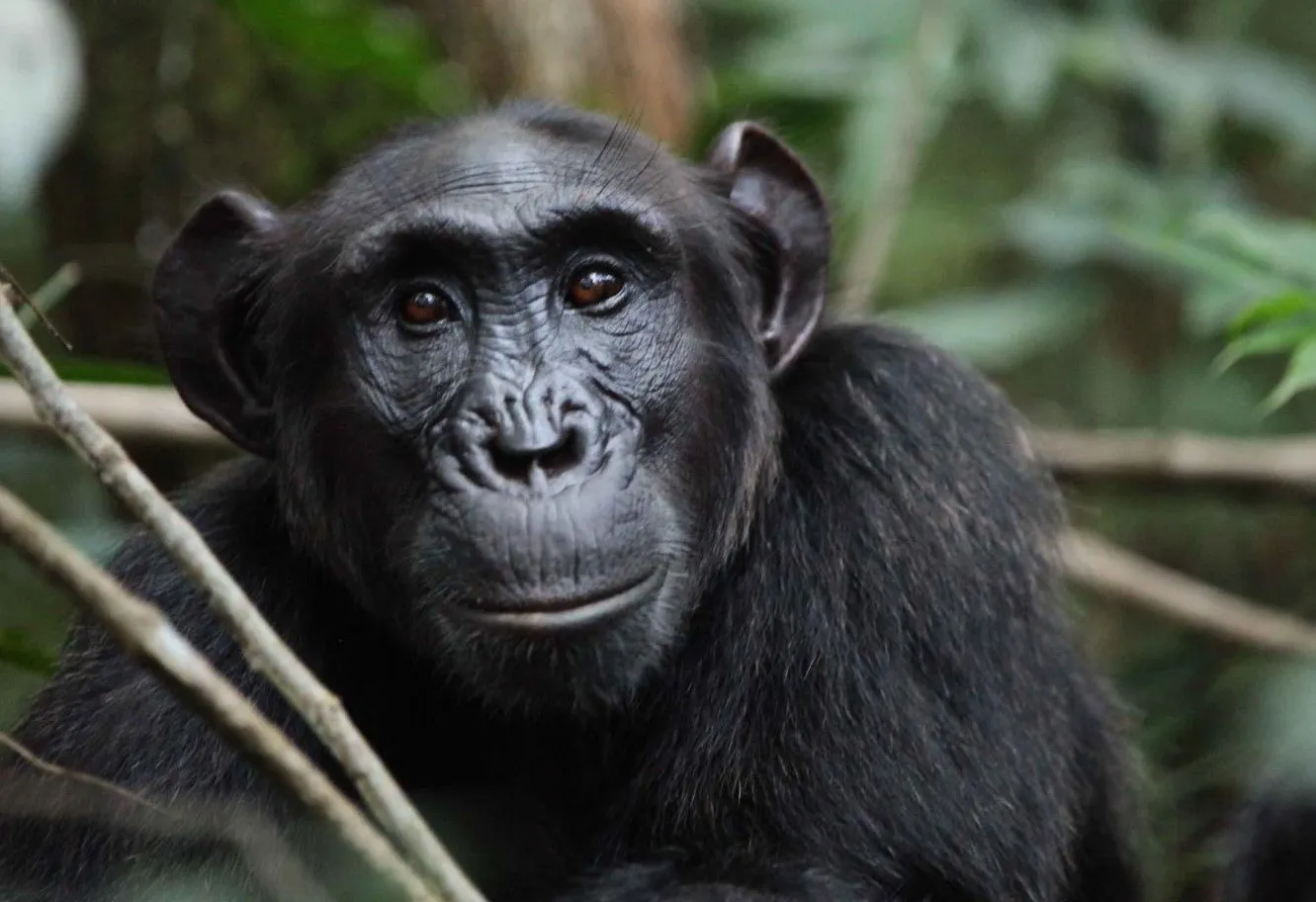 7-Day Chimpanzee Trek & Lake Tanganyika Experience