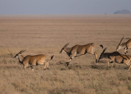 8-Day Southern Tanzania Explorer
