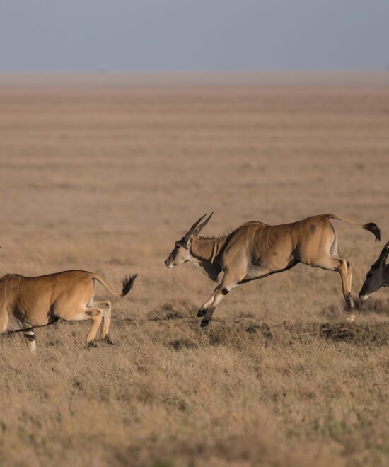 8-Day Southern Tanzania Explorer