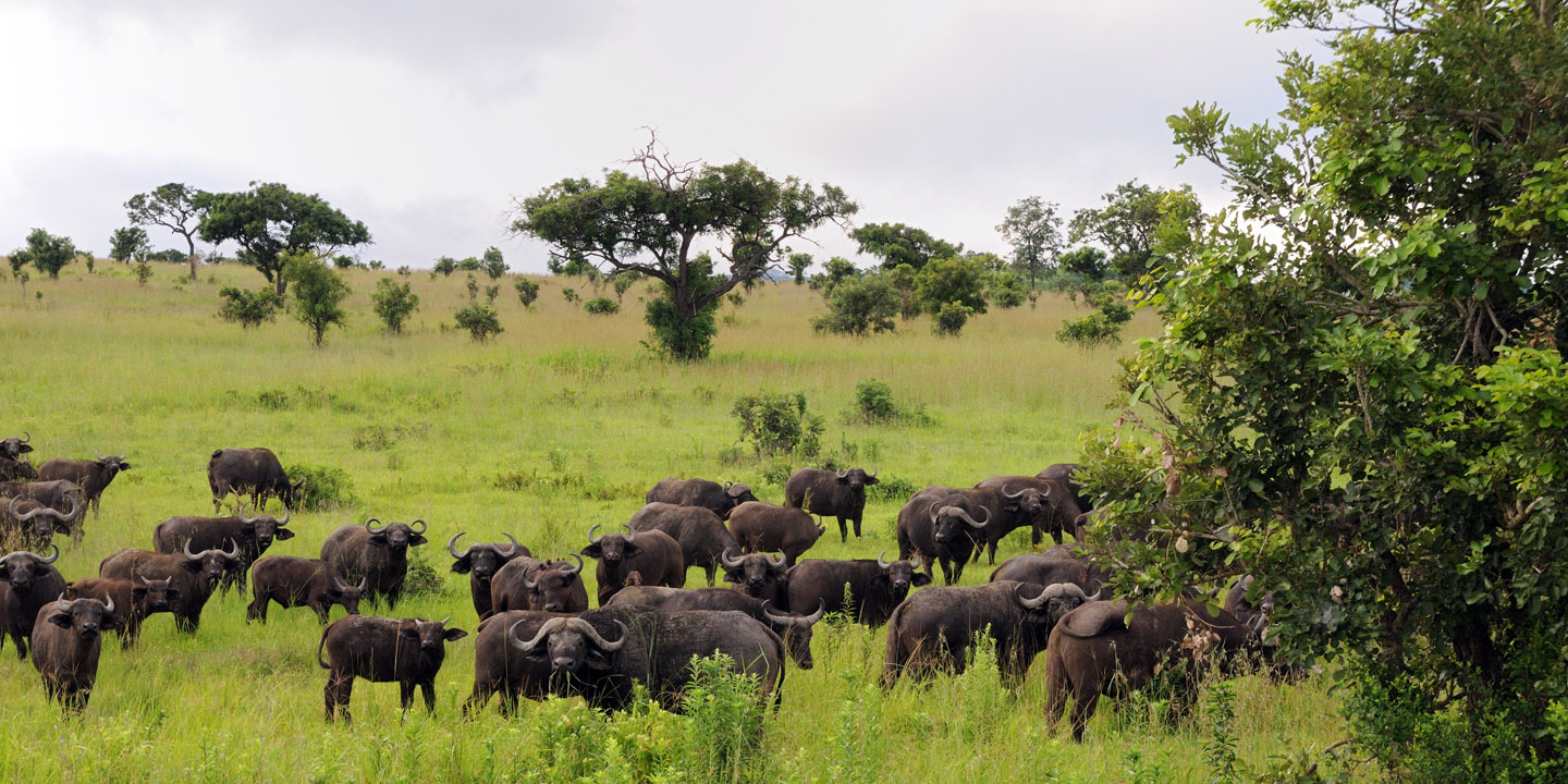 Mikumi National Park