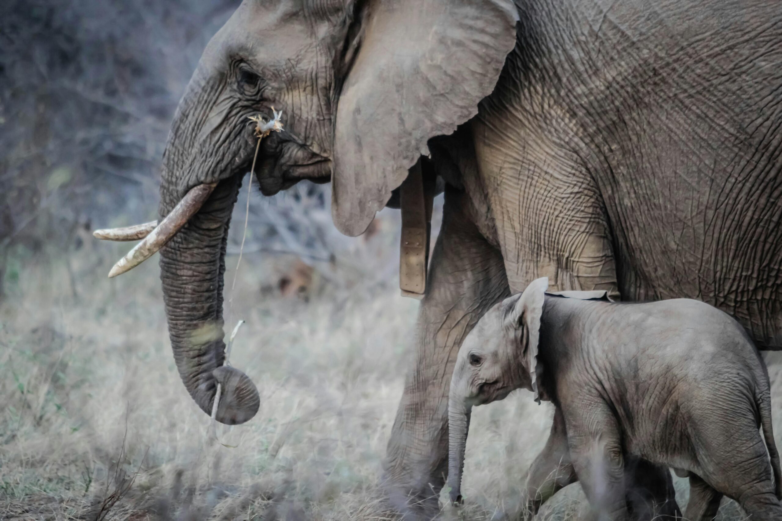 Serengeti National Park 
